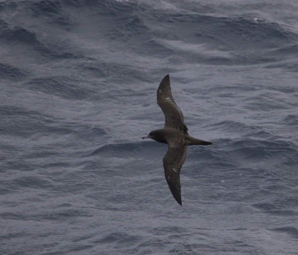 Puffin du Pacifique