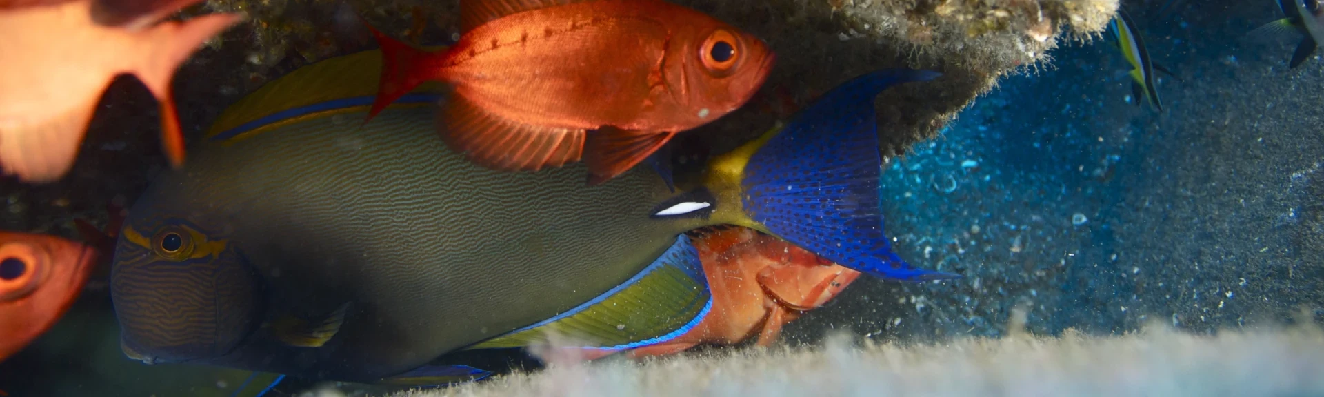 Beauclairs et chirurgien dans un récif artificiel du projet CORAIL Réunion (Photo: G. Marquis pour le CRPMEM Réunion, 2010)