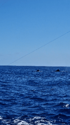 Baleines vues à la pêche au gros à La Réunion (Vidéo: CRPMEM Réunion, 2025)
