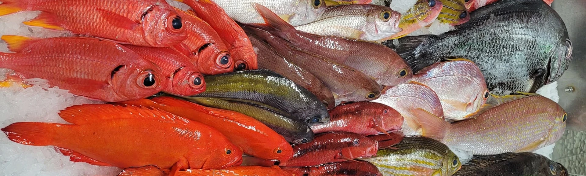Les principales espèces pêchées