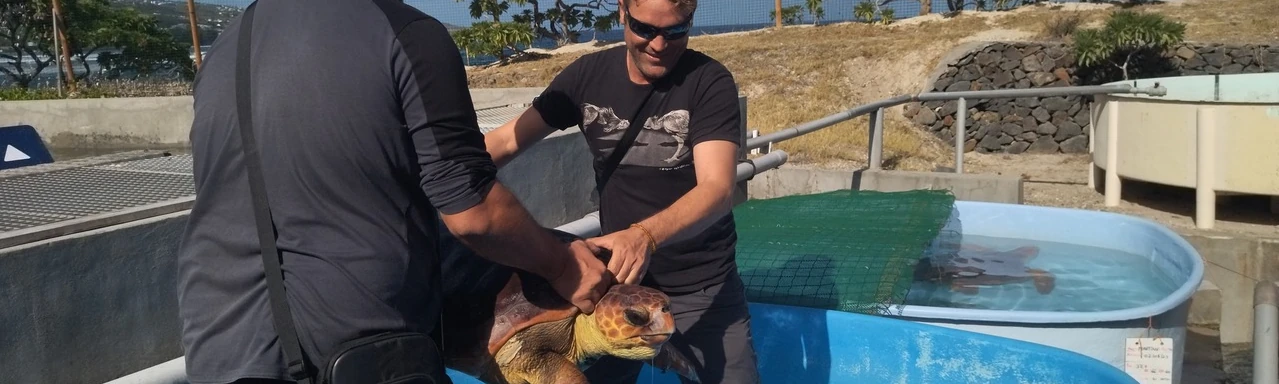 Tortue une2
