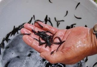 Une poignée de bichiques (Photo: CRPMEM Réunion)