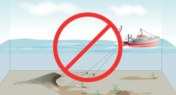 Le chalut est interdit à La Réunion (Illus.: CRPMEM Réunion)