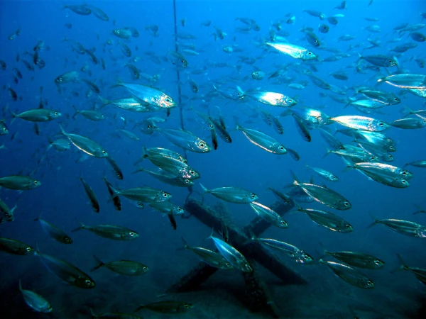 Banc de pêches-cavale autour d'un récif artificiel du projet CORAIL Réunion (Photo: PARETO / CRPMEM Réunion, 2009)