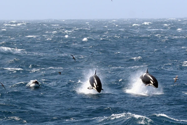 Orques arrivant sur bateau (Photo: P. Tixier, CNRS)