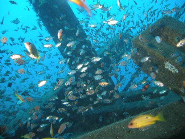 Récifs artificiels du projet CORAIL Réunion (Photo: PARETO / CRPMEM Réunion, 2009)