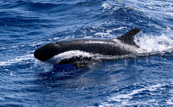 Pseudorque (Photo: Globice)