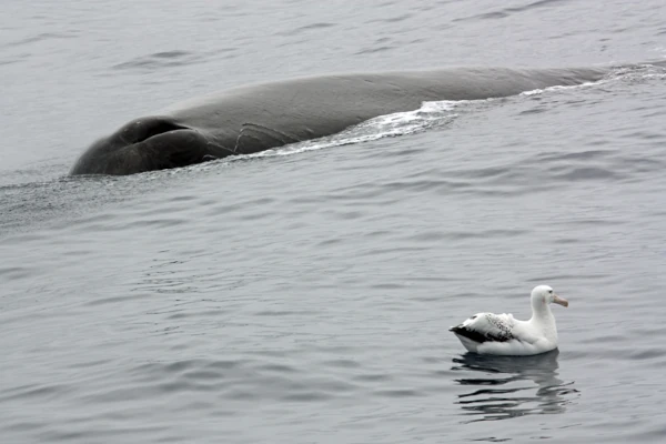 Cachalot et albatros (Photo: N. Gasco, MNHN BOREA)