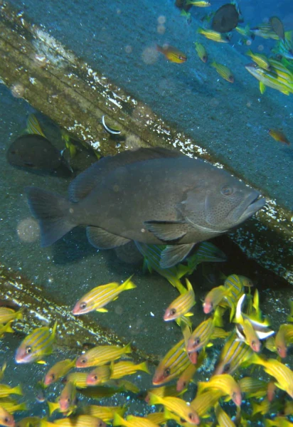 Mérou et ti-jaunes autour d'un récif artificiel du projet CORAIL Réunion (Photo: CRPMEM Réunion)