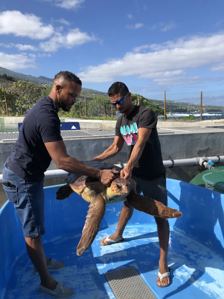 Deux pêcheurs palangriers s'entraînent à la manipulation d'une tortue caouanne à Kelonia (Photo: CRPMEM Réunion, projet SaveTurtleRUN 2025)