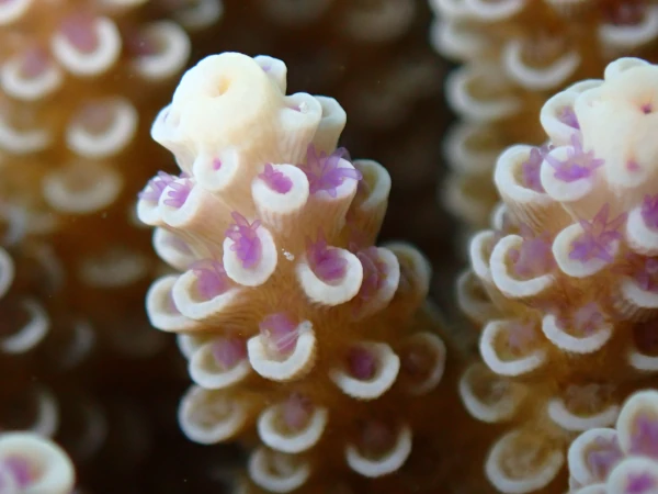 Polypes d'Acropora tenuis (Photo: M. Vayeratta, GIP RNMR 2023)