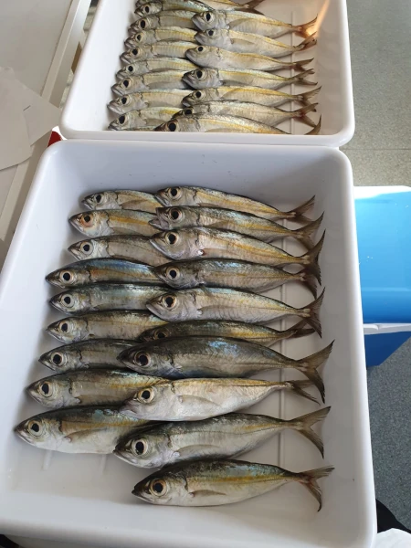 Les pêches-cavale collectés dans le cadre du projet PEPPER (Photo: CRPMEM Réunion, 2026)