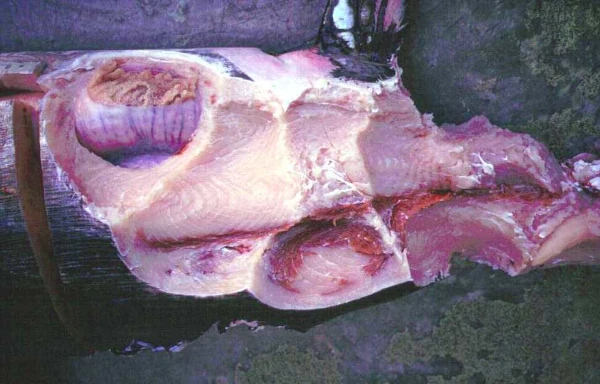 Illustration de la déprédation sur une capture de thon (Photo: CRPMEM Réunion)