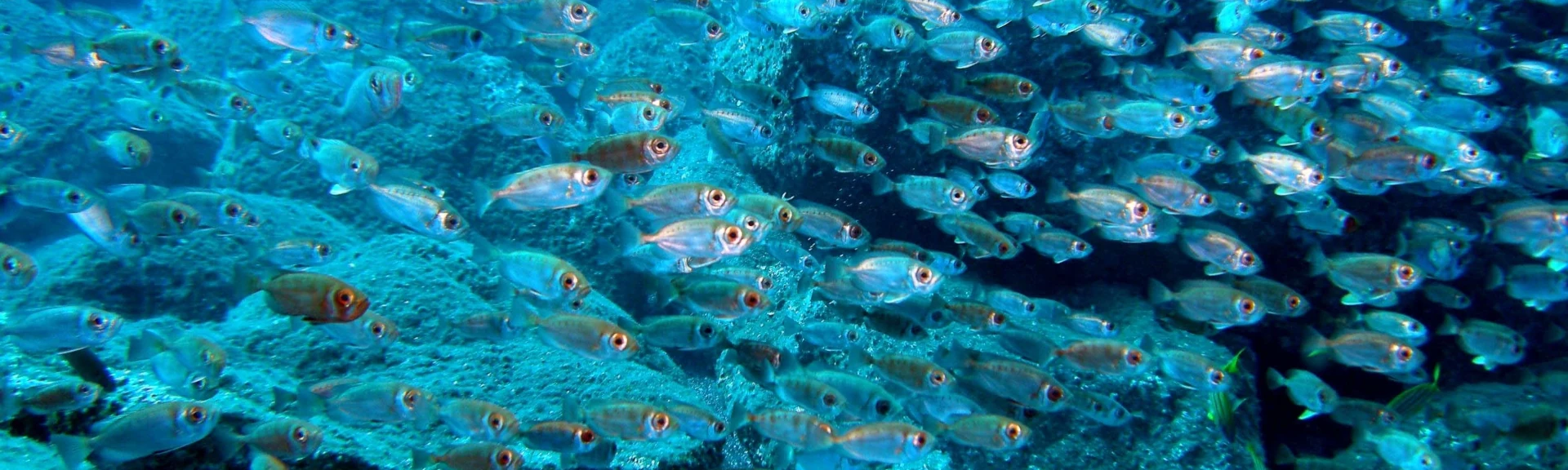 Récif artificiel du projet CORAIL Réunion (Photo: M. Pinault, PARETO / CRPMEM Réunion, 2009)