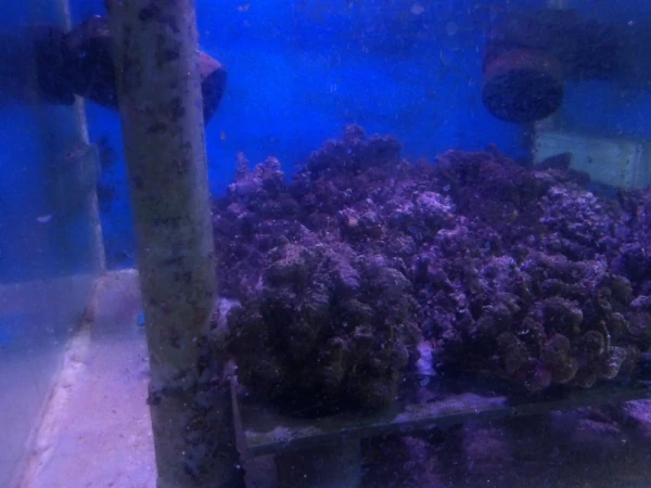 Les équipements d'aquariologie du CITEB (Photo: CRPMEM Réunion, 2026)