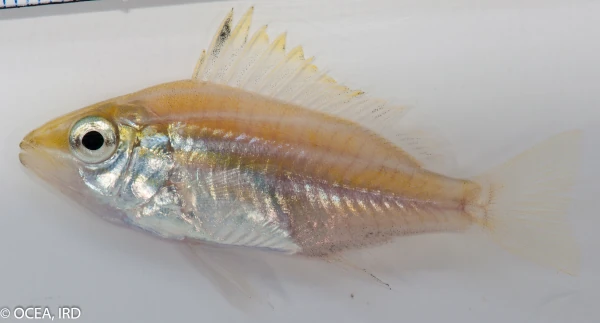 Post-larve de Lutjanus kasmira (photo: OCEA / IRD)