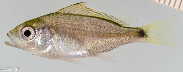 Post-larve de Lutjanus gibbus (photo: OCEA / IRD)