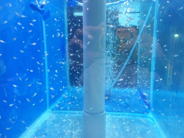 Les équipements d'aquariologie du CITEB (Photo: CRPMEM Réunion, 2026)