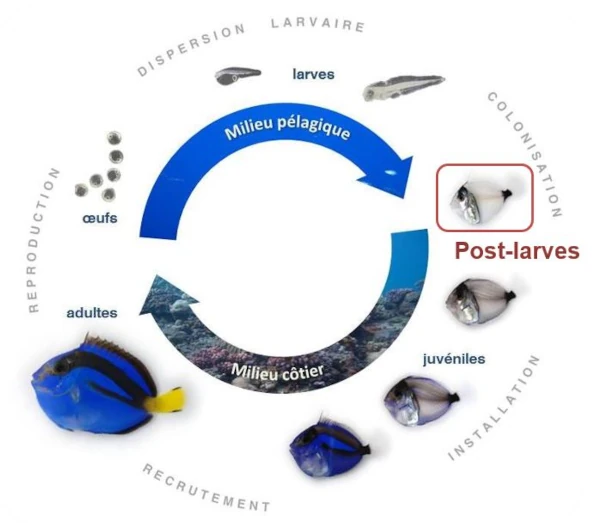 Cycle de vie des espèces de poissons récifales (Ill.: OCEA)
