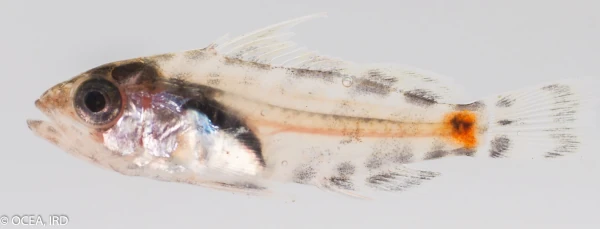 Post-larve de Epinephelus macrospilosis (photo: OCEA / IRD)