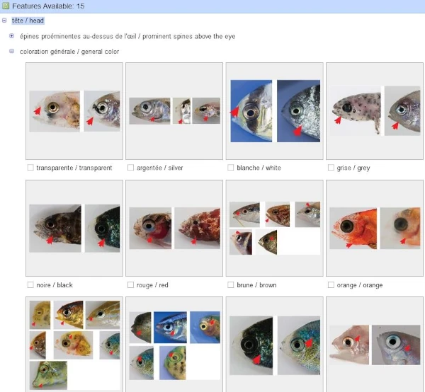 Capture d'écran du logiciel CLIP-OI d'aide à l'identification des post-larves de poissons de l'océan Indien (source: IRD/OCEA)