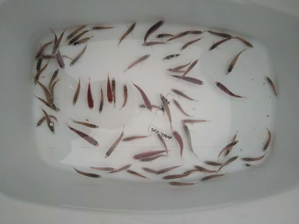 Des post-larves récupérées par un Sakitrap avant d'être triées (Photo: OCEA)
