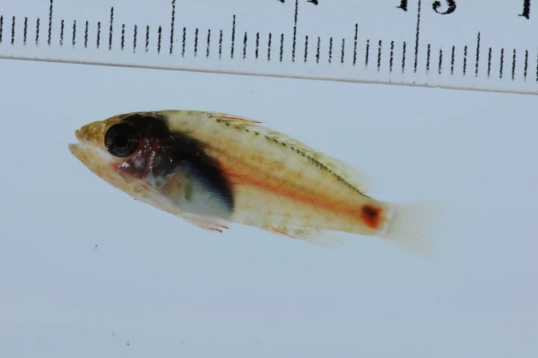 Post-larve de Epinephelus rivulatus (photo: OCEA / IRD)
