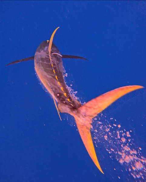 Thon albacore marqué relâché lors du projet AFICHÉ (CRPMEM Réunion, 2026)