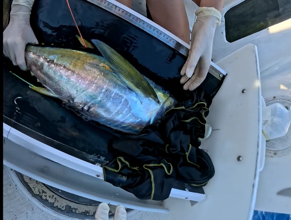 Marquage d'un thon albacore lors du projet AFICHÉ (CRPMEM Réunion, 2026)