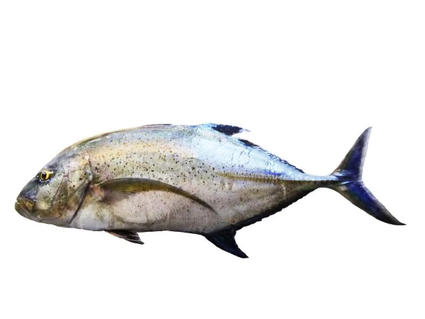 Carangue bleue NXM (photo: Ifremer Réunion)