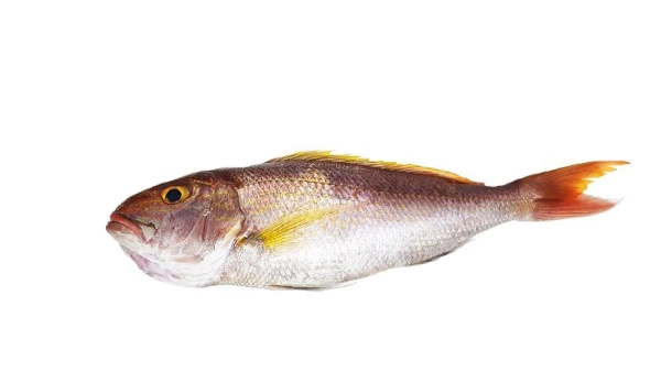 Gros zecal LRI (photo: Ifremer Réunion)