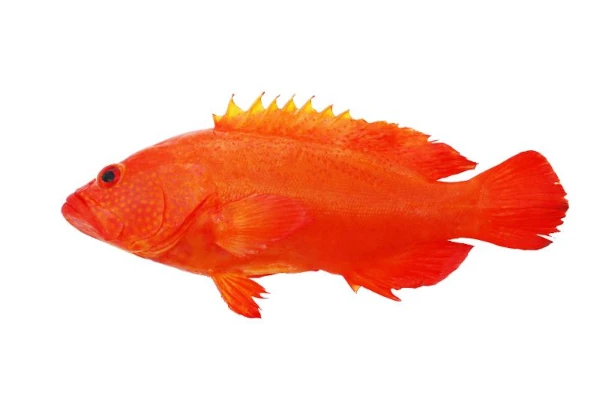 Rouge bâtard CFZ (photo: Ifremer Réunion)